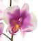 Orchid Spray by Ashland®